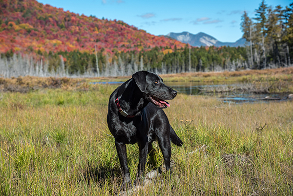 Uploaded Image: /vs-uploads/dog-blog/Khyber at North End of Boreas Ponds - Brendan Wiltse.jpg